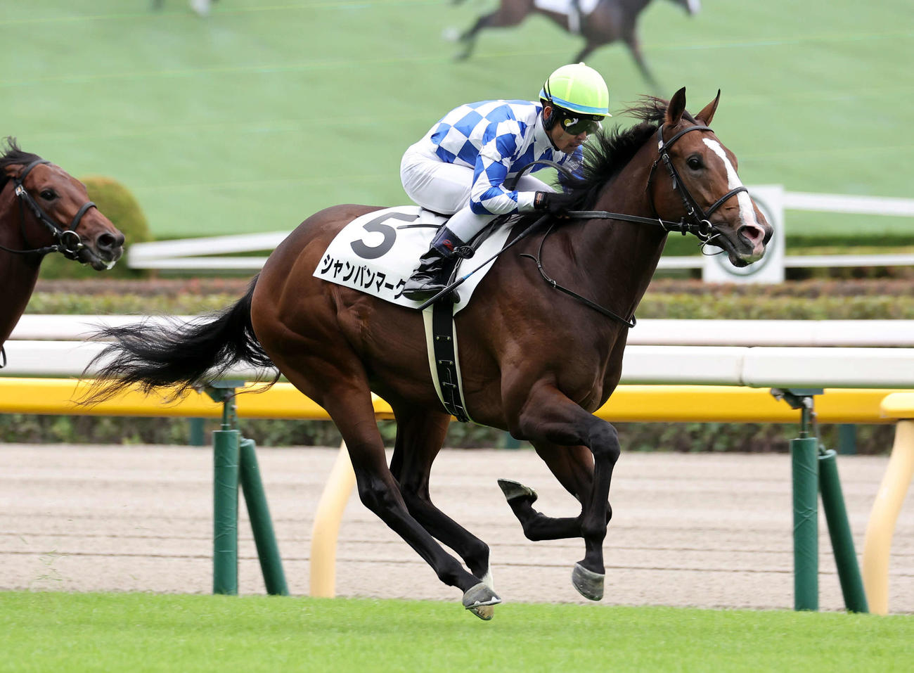 東京5R新馬戦を制したシャンパンマークと戸崎圭太騎手（撮影・鈴木正人）