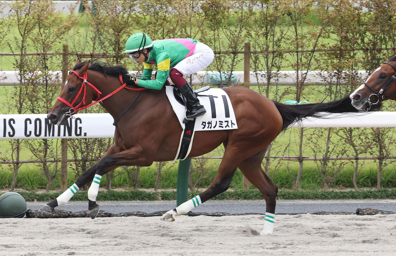 京都3R、逃げ切って新馬戦を制したタガノミスト（撮影・白石智彦）