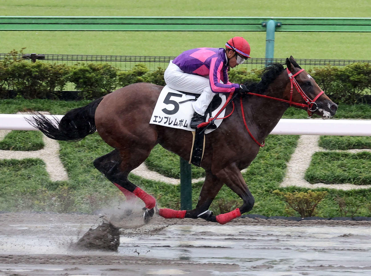 メイクデビュー東京を制したエンブレムボムと戸崎圭太騎手（撮影・鈴木正人）