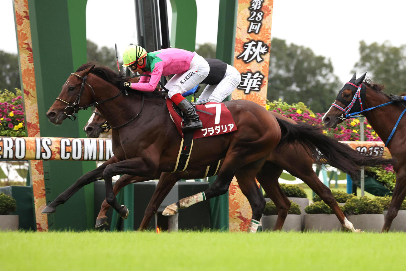 京都11R、ボッケリーニ（奥）との接戦を制して京都大賞典を勝利したプラダリア（撮影・白石智彦）