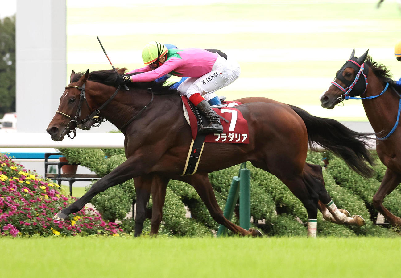 京都11R、ボッケリーニ（奥）との接戦を制して京都大賞典を勝利したプラダリア（撮影・白石智彦）