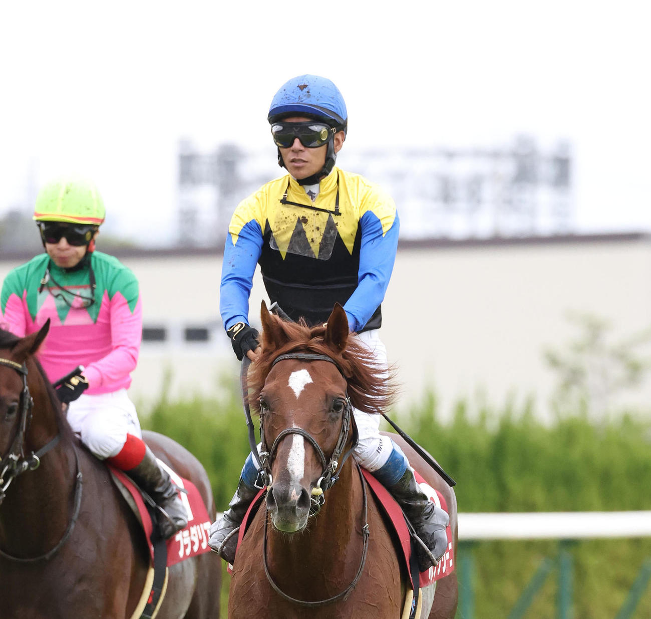 京都大賞典で惜しくも2着に敗れたボッケリーニ（撮影・白石智彦）