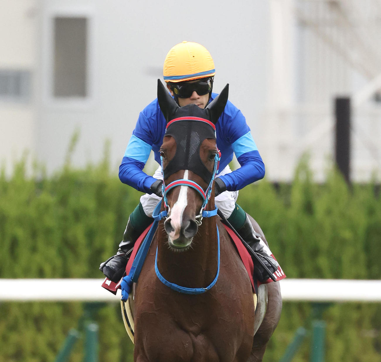 京都大賞典5着のアフリカンゴールド（撮影・白石智彦）