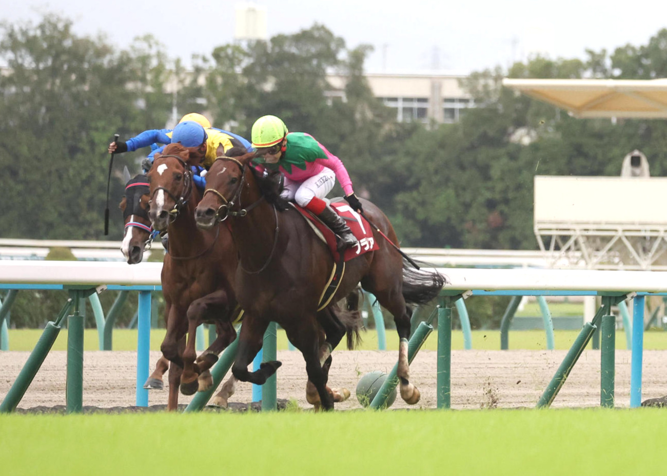 直線の追い比べを制したプラダリア（右）が京都大賞典を勝利した（撮影・白石智彦）