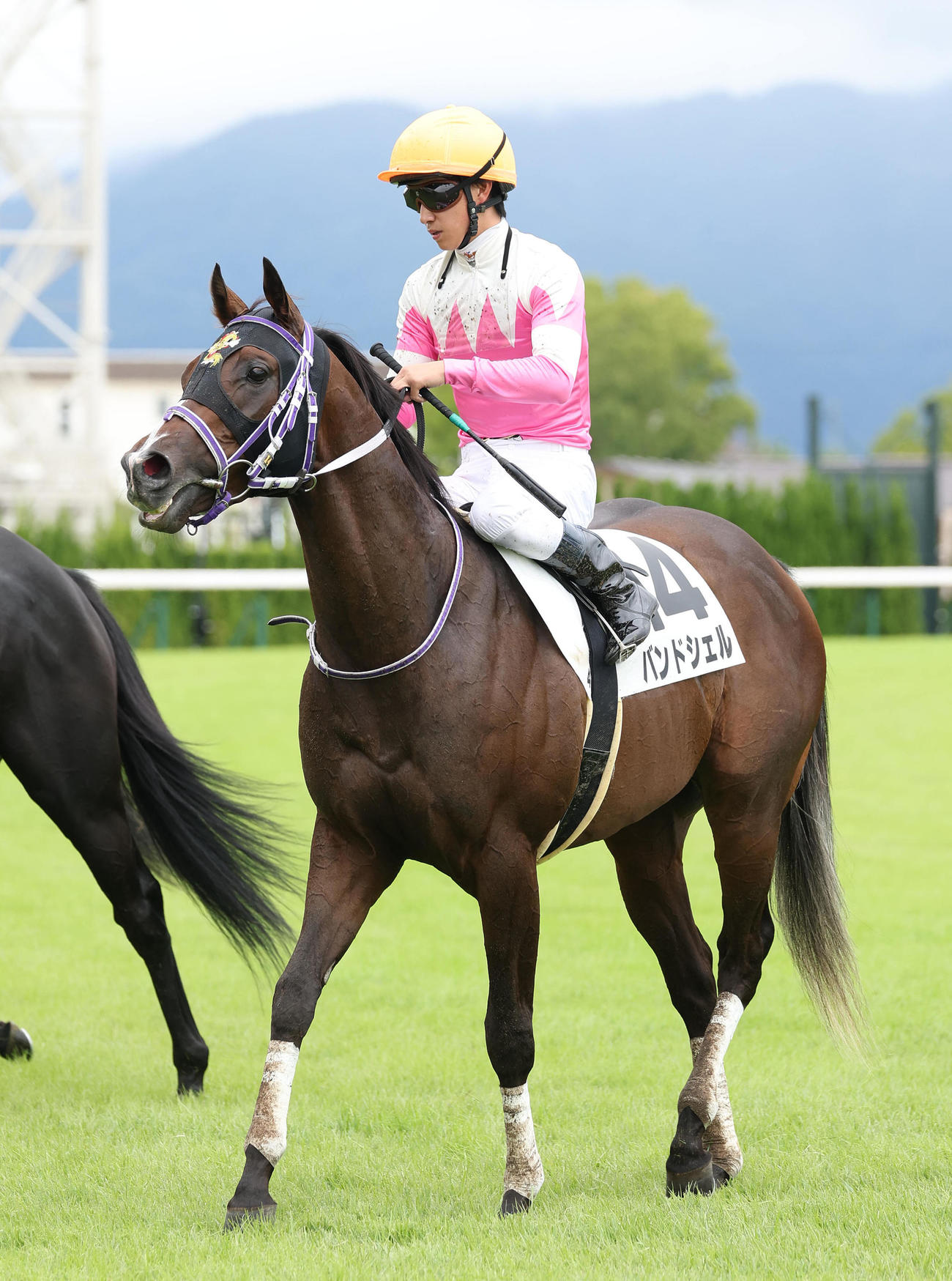 京都4R、新馬戦を勝利したバンドシェル（撮影・白石智彦）