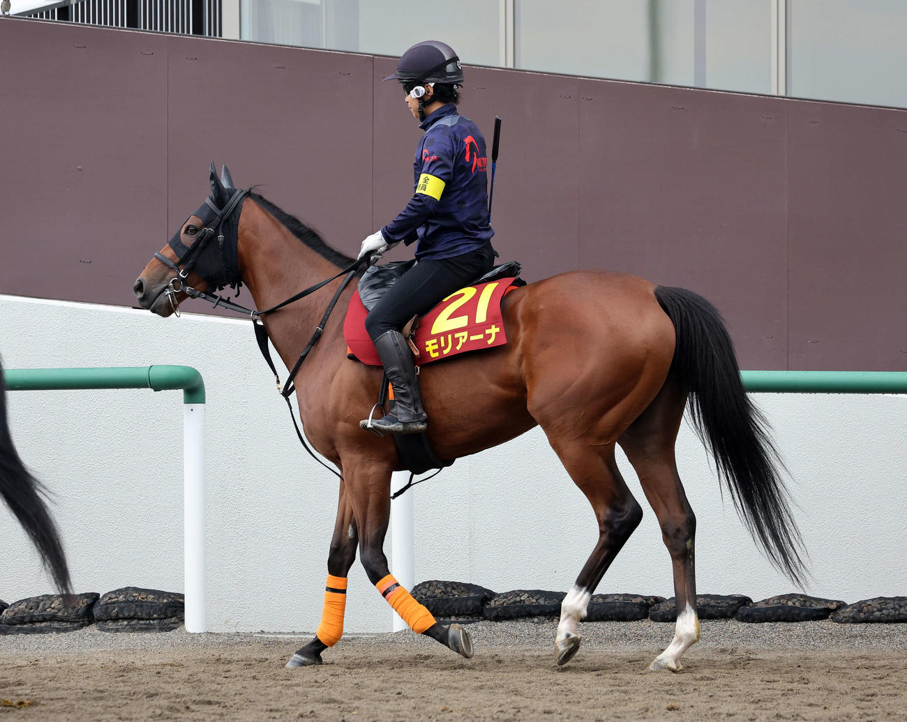 乗り運動するモリアーナ（2023年10月4日撮影）