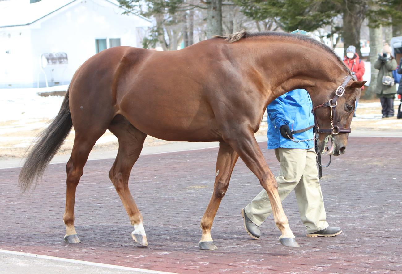 レックススタッド　2023年種牡馬展示会　スクリーンヒーロー