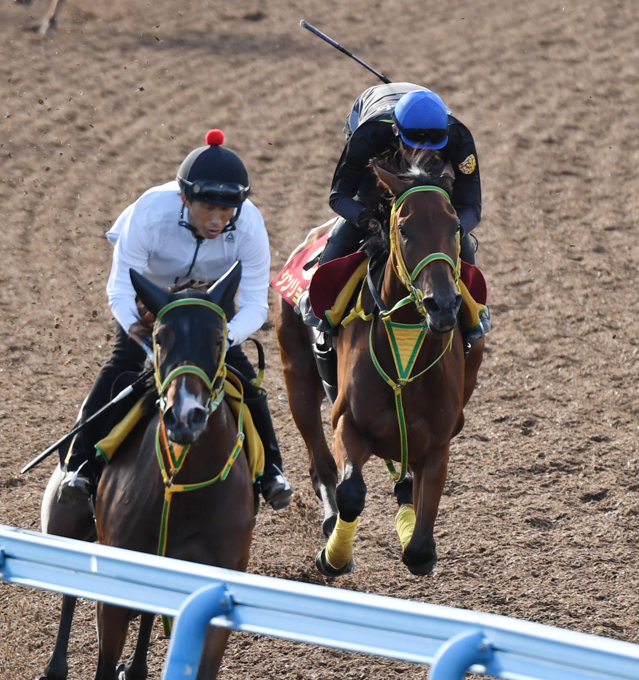シンリョクカ（右）はメイザーキックと併せて追い切る（撮影・柴田隆二）