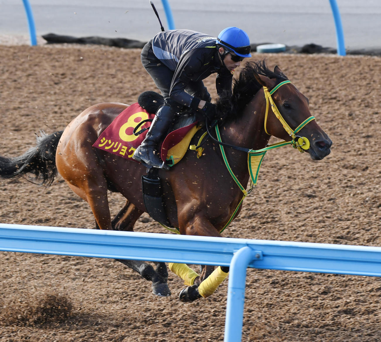 シンリョクカはメイザーキックと併せて追い切る（撮影・柴田隆二）