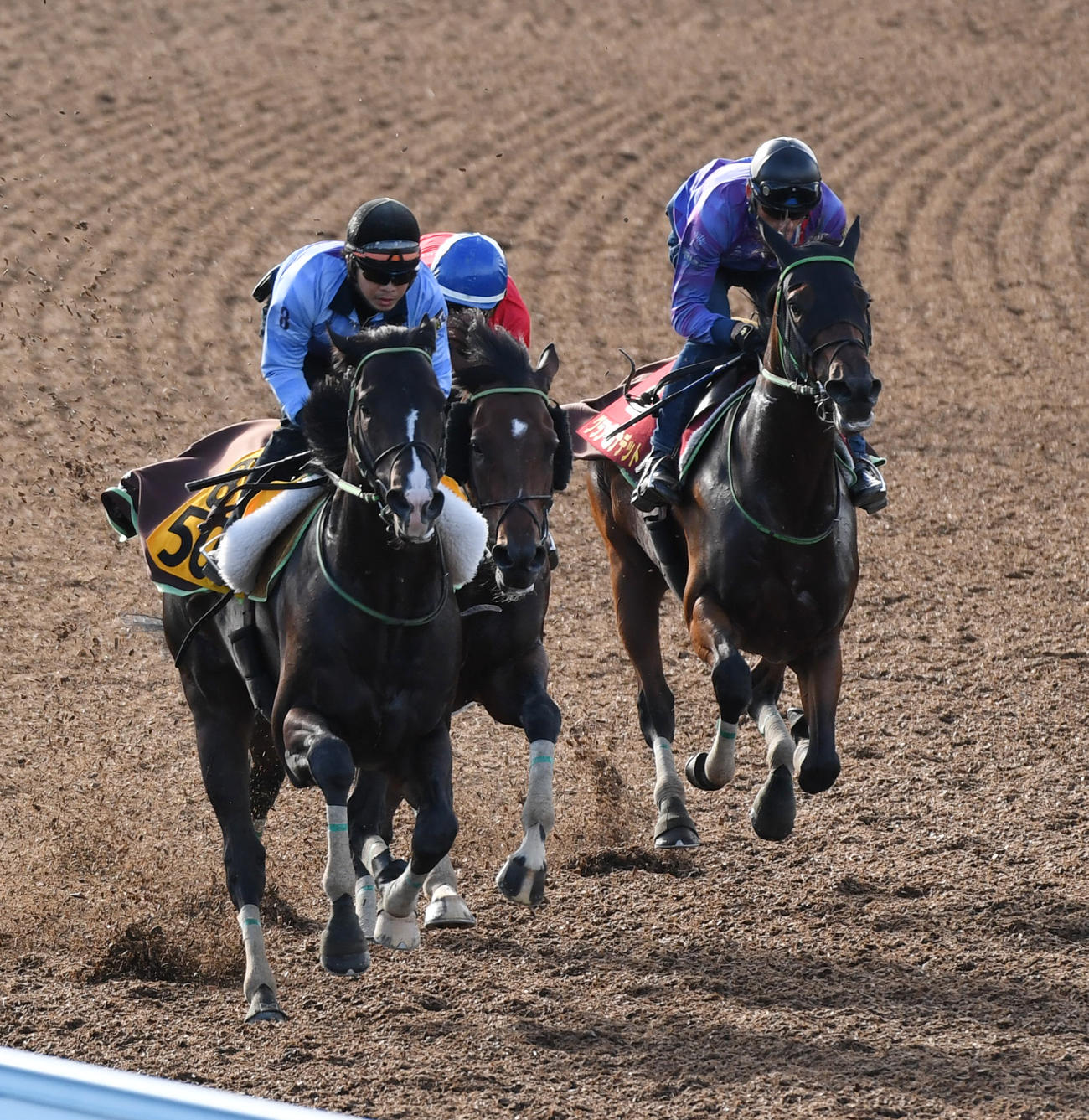 グランベルナデット（右）はロジホーム（中央）、ショウナンハクウンと併せて追い切る（撮影・柴田隆二）
