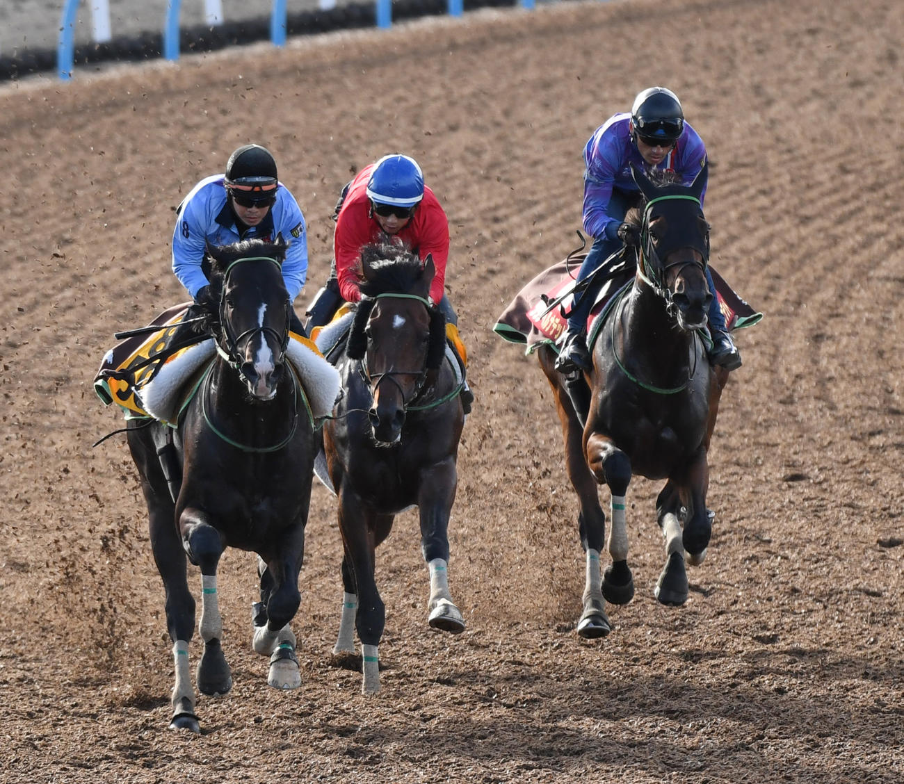 グランベルナデット（右）はロジホーム（中央）、ショウナンハクウンと併せて追い切る（撮影・柴田隆二）