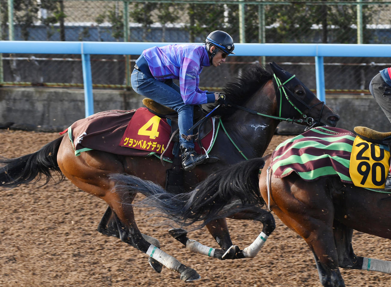 グランベルナデットはロジホーム、ショウナンハクウンと併せて追い切る（撮影・柴田隆二）