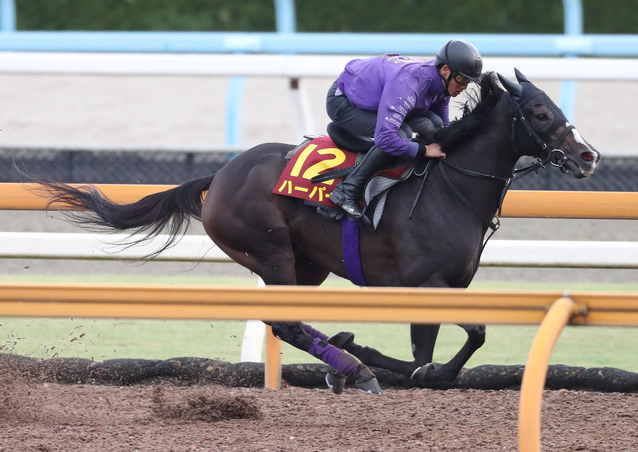 Cウッドを単走で追い切るハーパー（撮影・白石智彦）