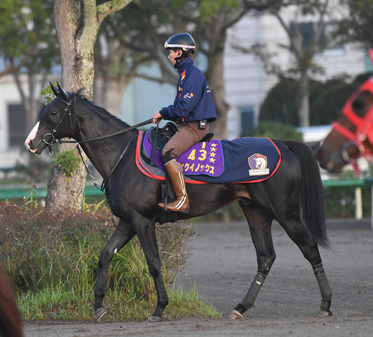 追い切りに向かうイクイノックス（撮影・柴田隆二）