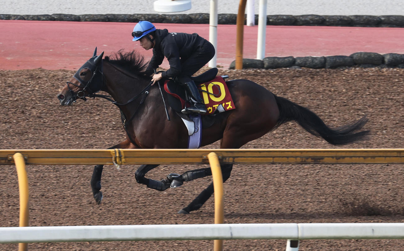 西村騎手を背にCウッドで追い切りるドゥアイズ