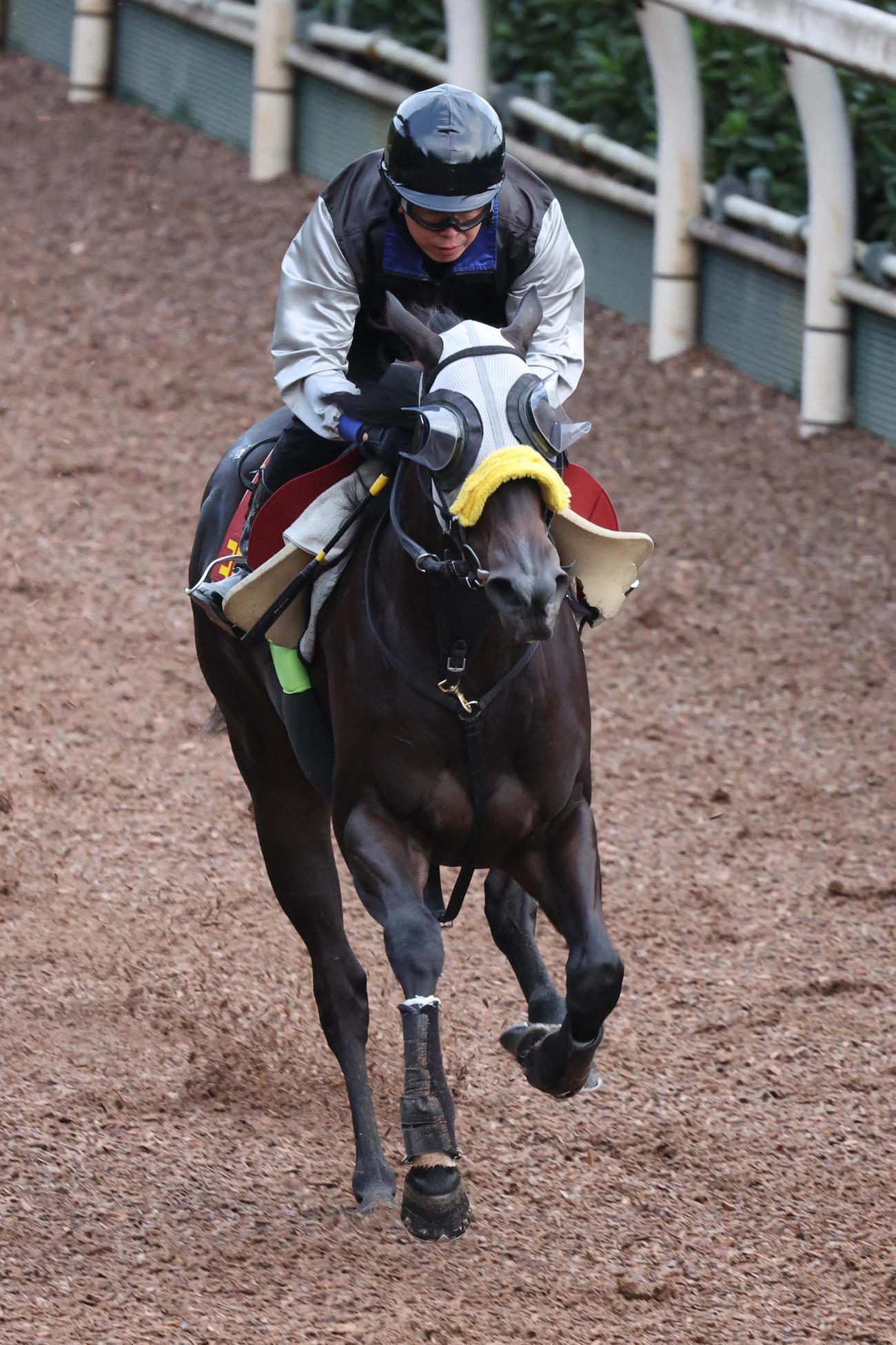 坂路単走で追い切ったコナコースト