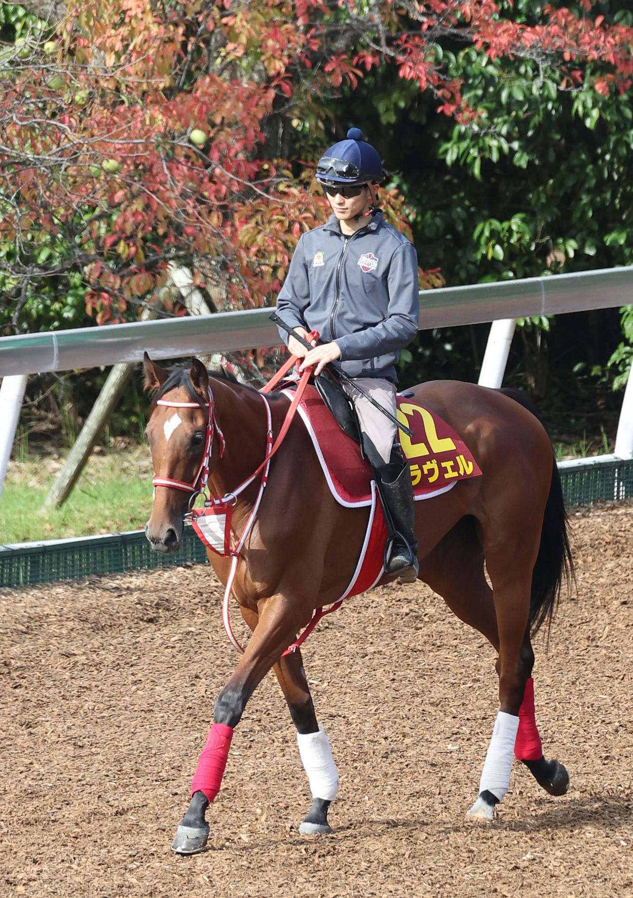 坂井騎手を背に角馬場で運動するラヴェル（撮影・白石智彦）