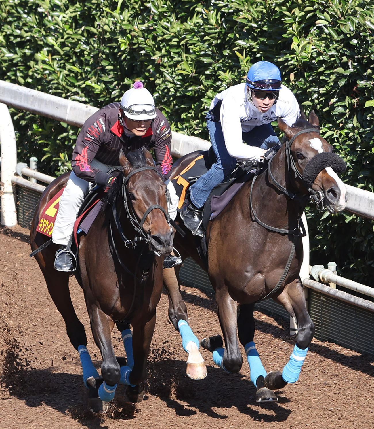 坂路を併せ馬で追い切るキタウイング（左）と武豊騎手騎乗のスターチョウサン（撮影・白石智彦）