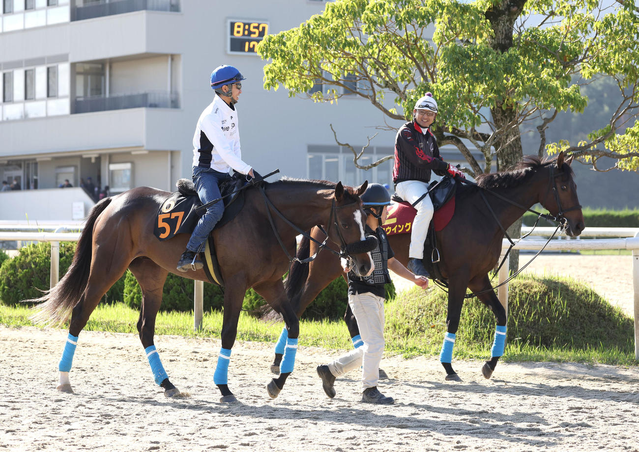 武豊騎手を背にスタンド前で運動するスターチョウサン（左）とキタウイング（撮影・白石智彦）