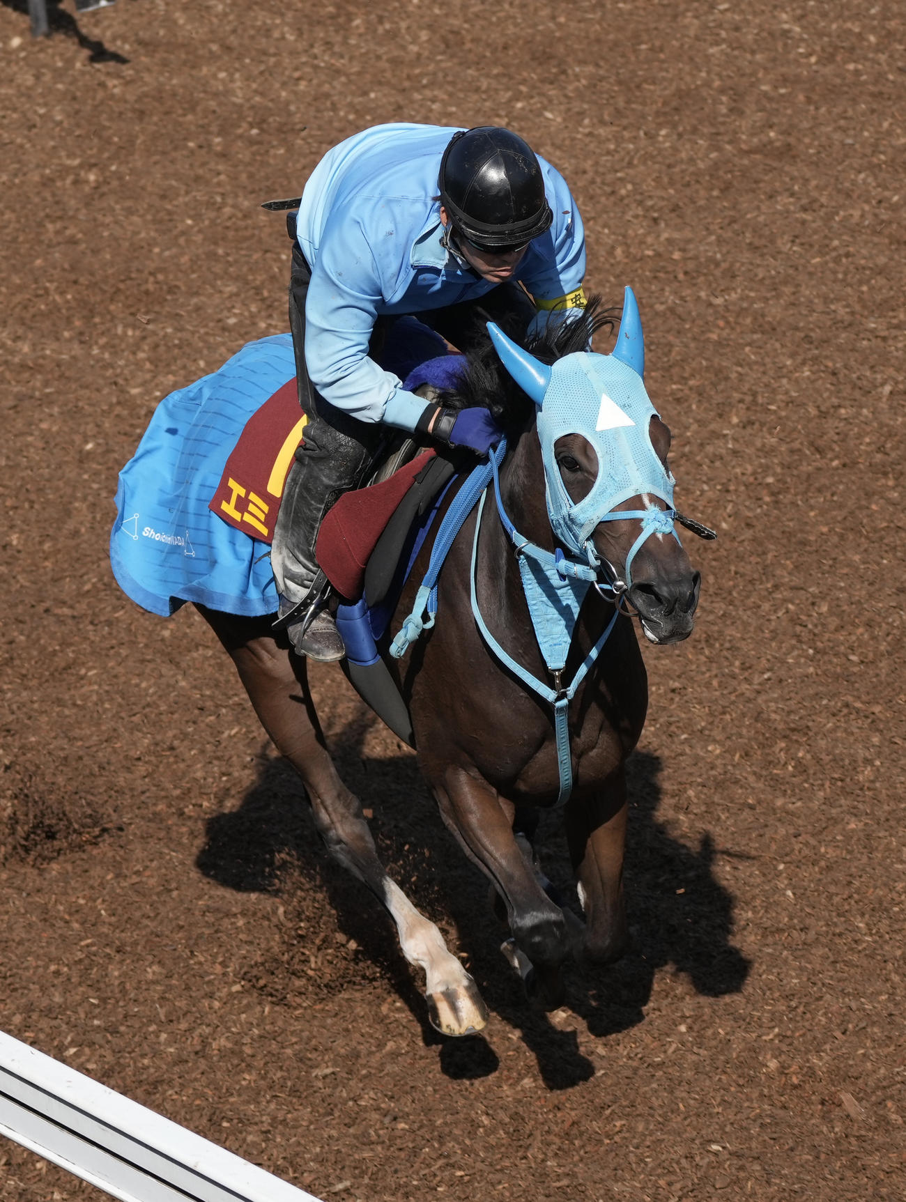坂路で追い切るエミュー（撮影・柴田隆二）