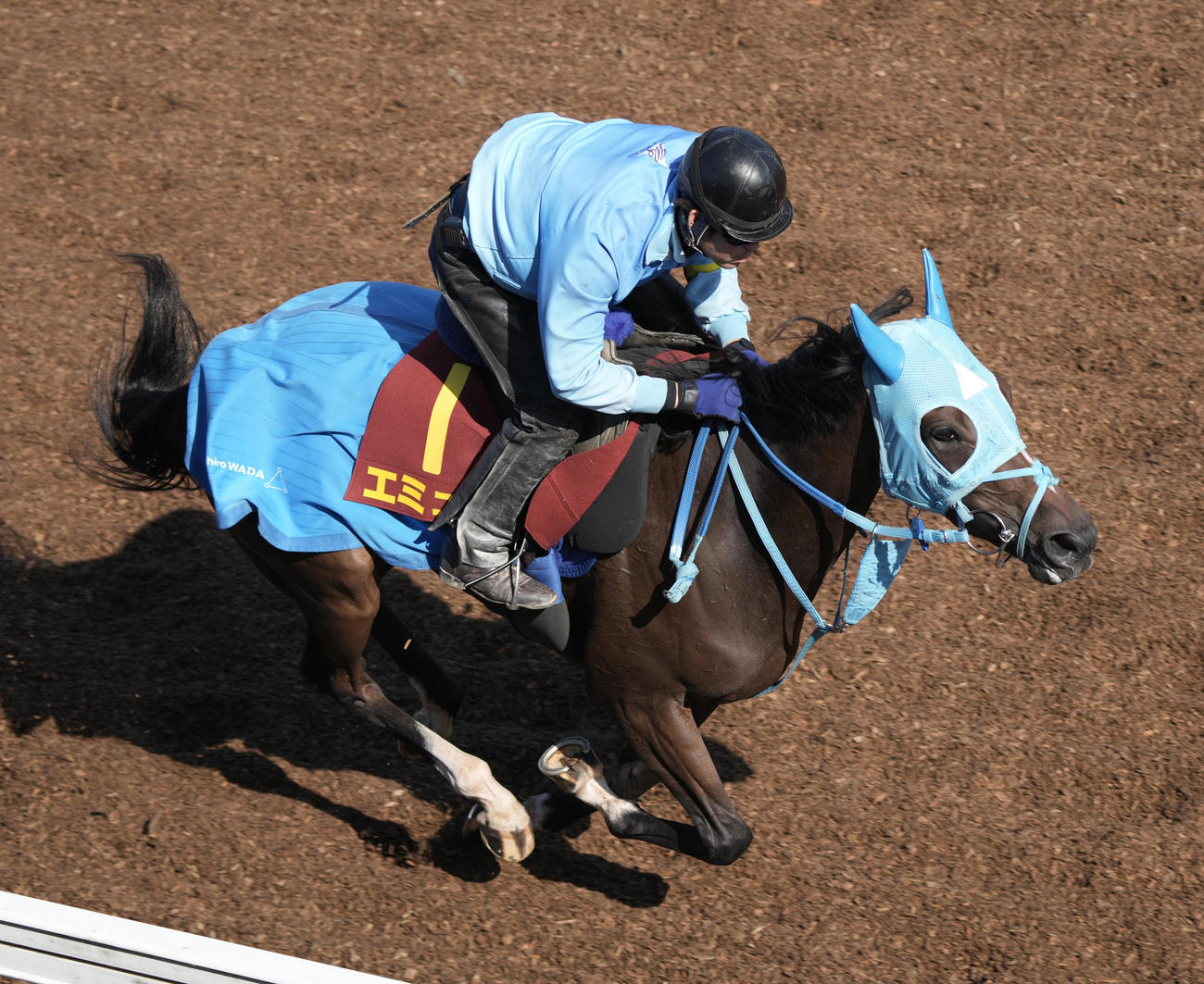 坂路で追い切るエミュー（撮影・柴田隆二）