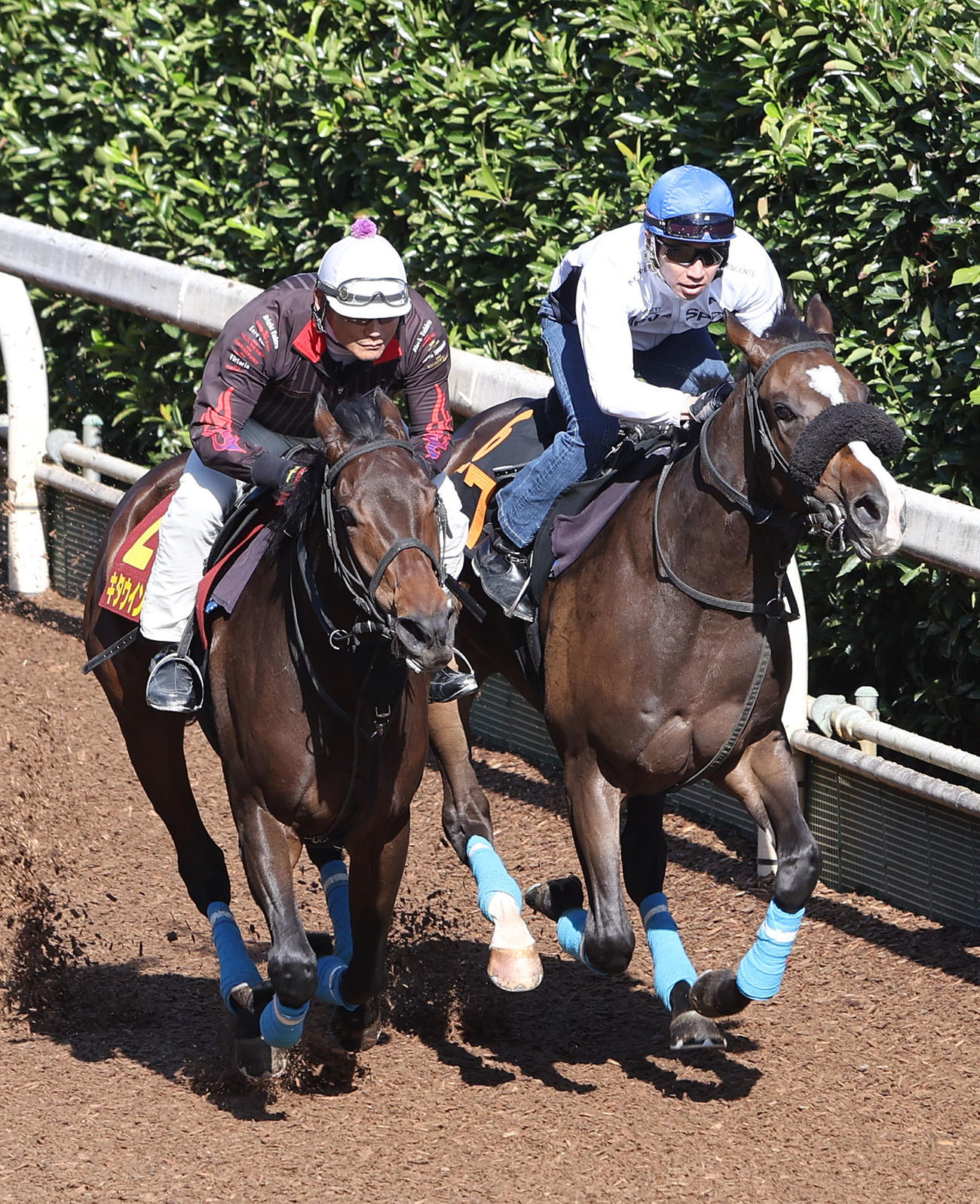 坂路を併せ馬で追い切るキタウイング（左）とスターチョウサン（撮影・白石智彦）