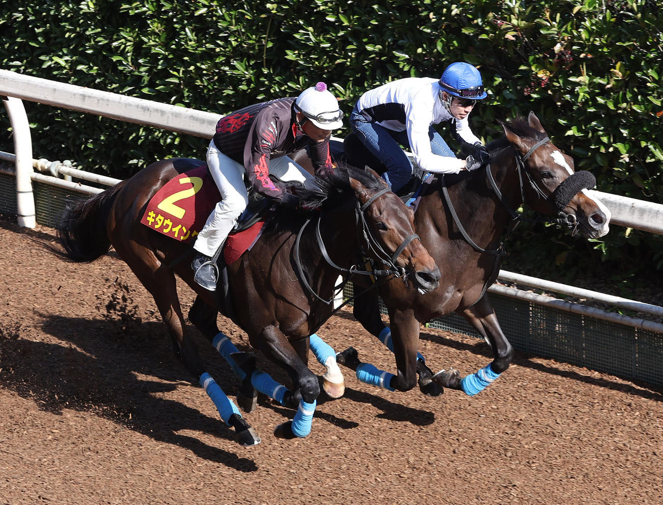 坂路を併せ馬で追い切るキタウイング（左）と武豊騎手騎乗のスターチョウサン（撮影・白石智彦）