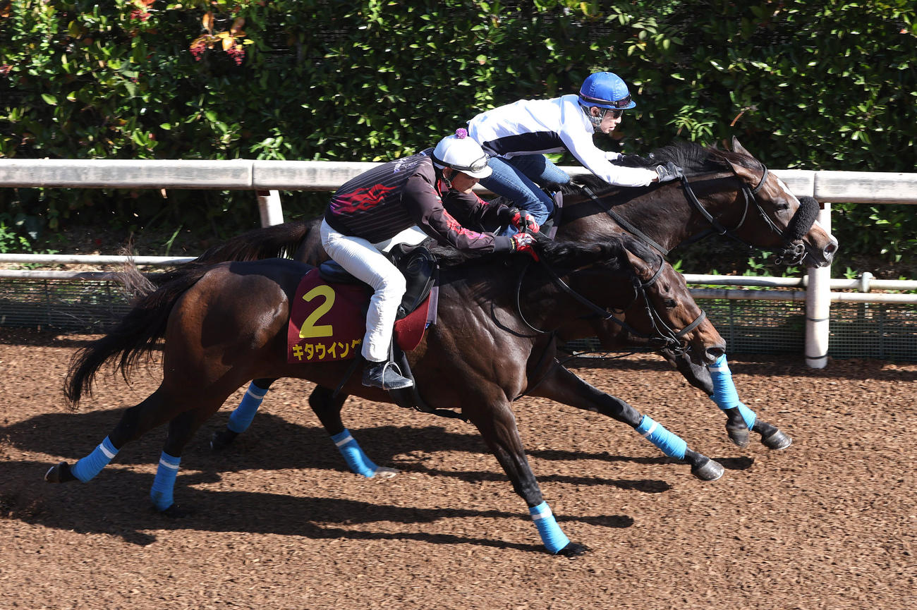 坂路を併せ馬で追い切るキタウイング（左）と武豊騎手騎乗のスターチョウサン（撮影・白石智彦）