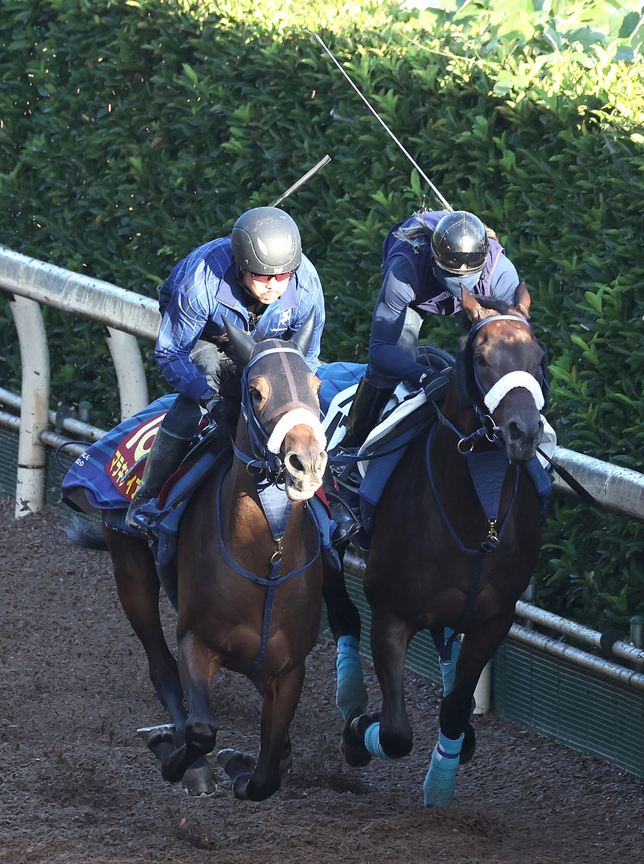 坂路をディクテオン（右）と併せ馬で追い切るマラキナイア（撮影・白石智彦）