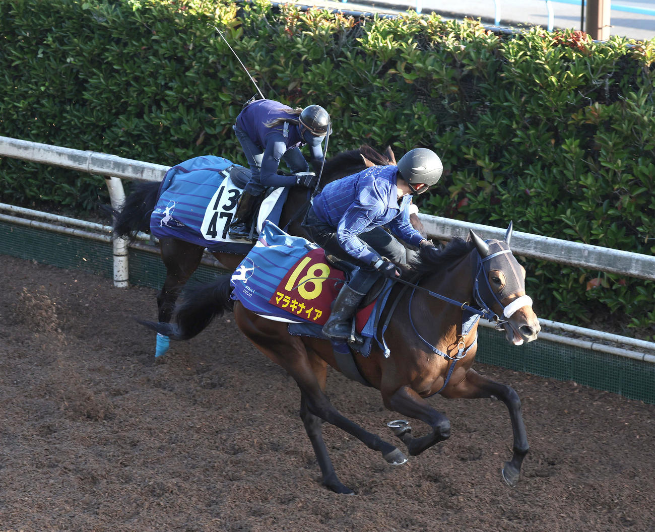 坂路をディクテオン（奥）と併せ馬で追い切るマラキナイア（撮影・白石智彦）