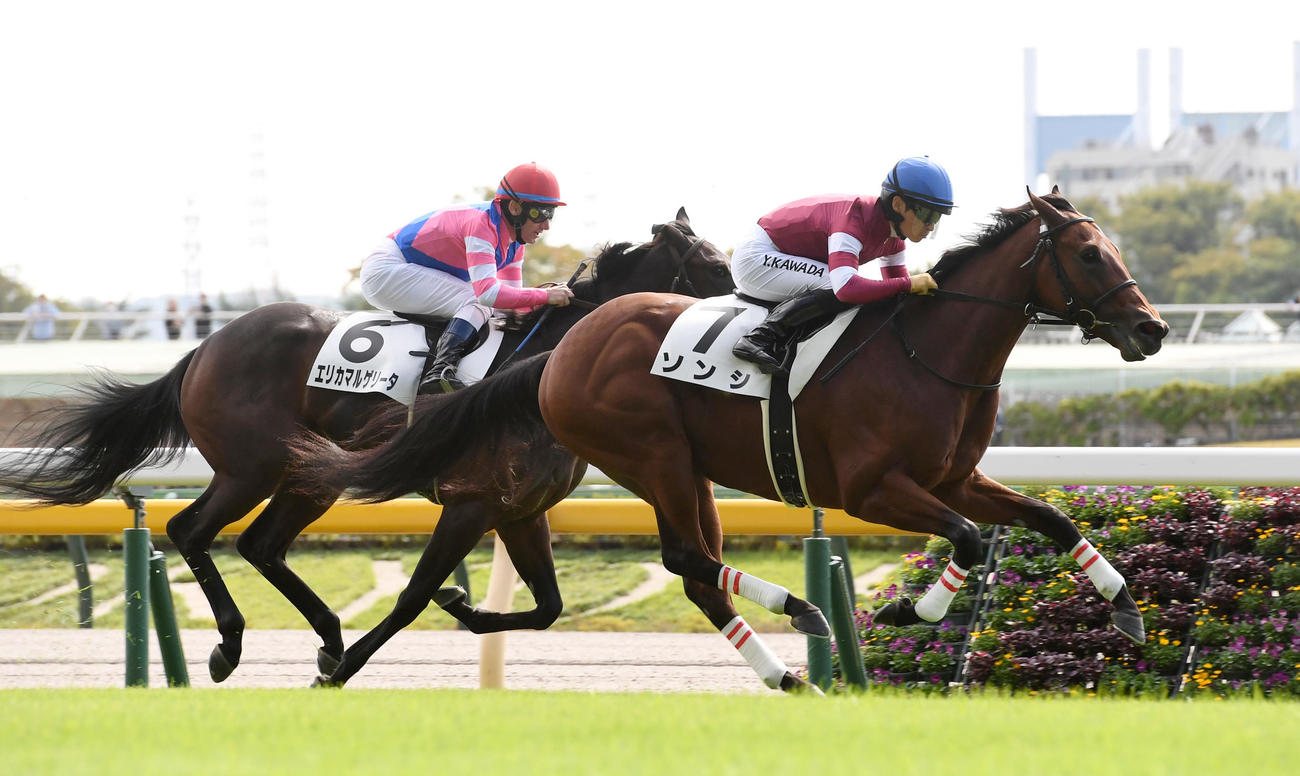 東京3R、新馬戦を制したソンシ（右）。左は2着エリカマルゲリータ（撮影・柴田隆二）