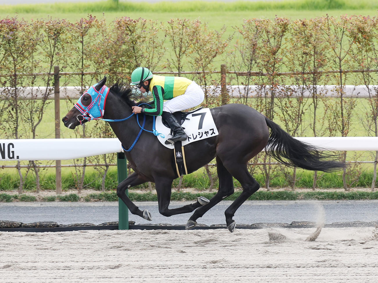 京都1R2歳未勝利戦を制したドレシャスと田口貫太騎手（撮影・前田充）