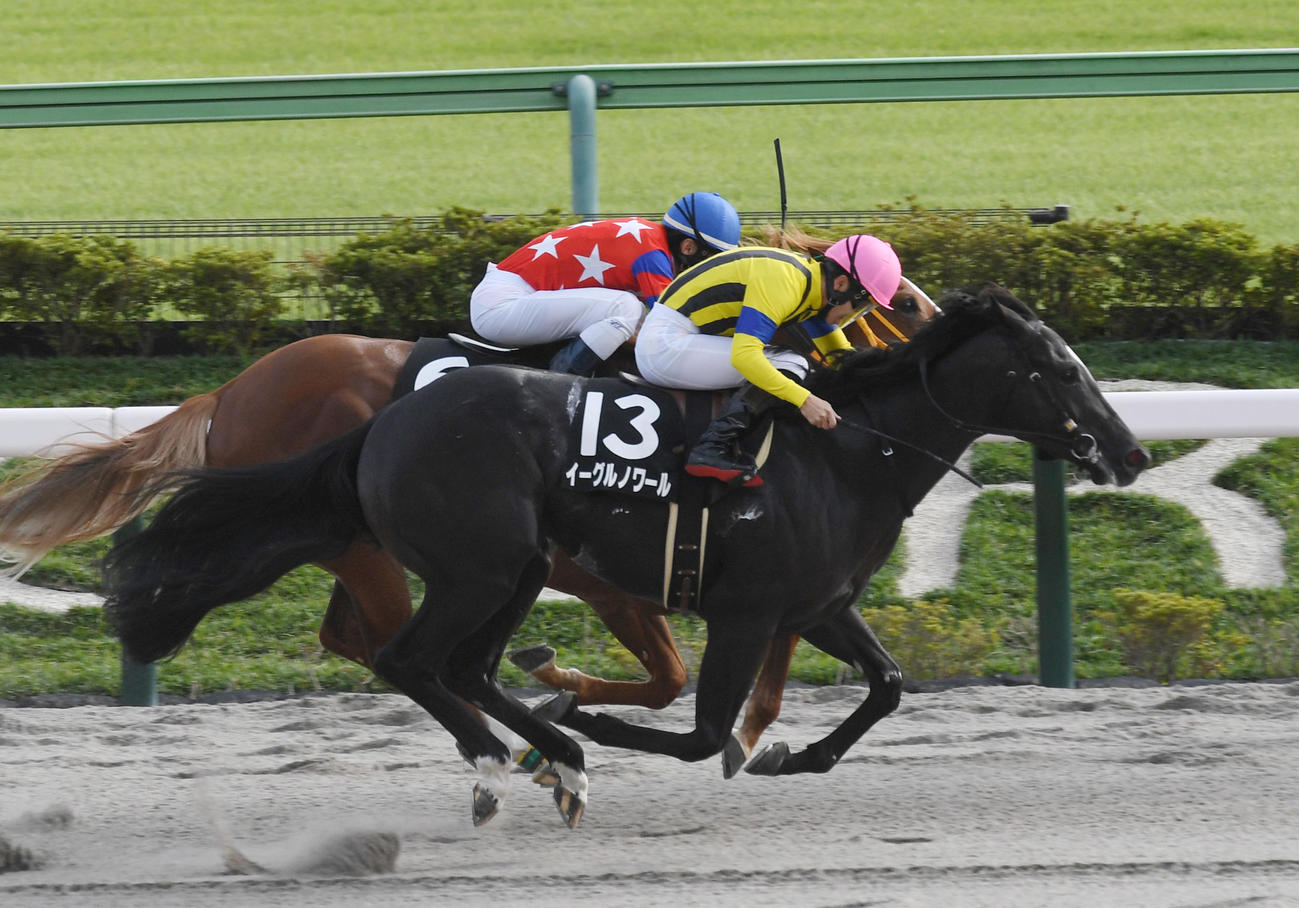 東京9R、プラタナス賞を制したイーグルノワール（手前）、2着ライジンマル（撮影・柴田隆二）