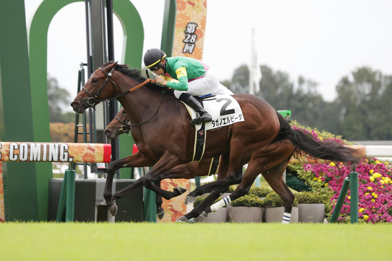 新馬戦を制したタガノエルピーダ（手前）（撮影・前田充）