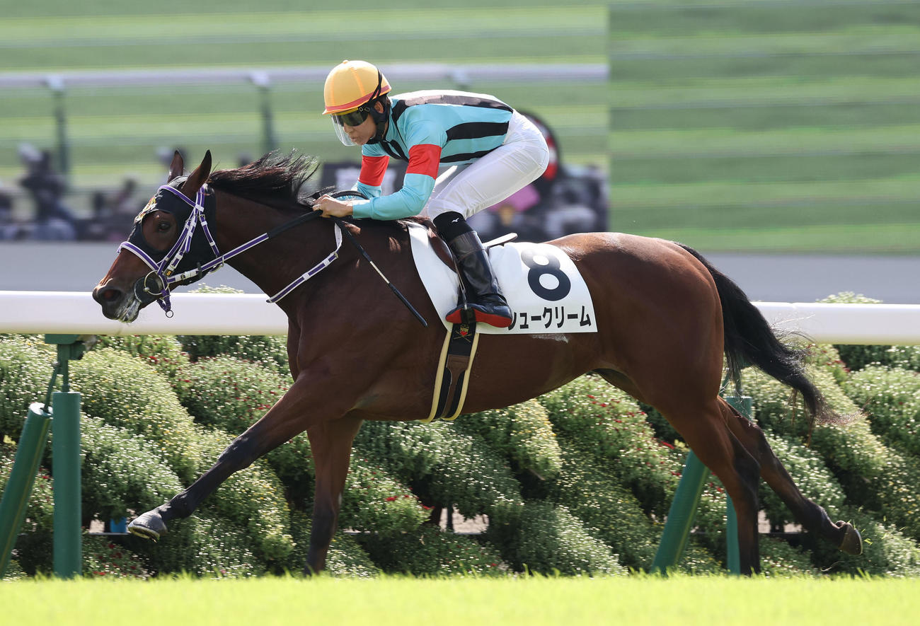 京都4R　逃げ切って新馬戦を制したシュークリーム（撮影・白石智彦）