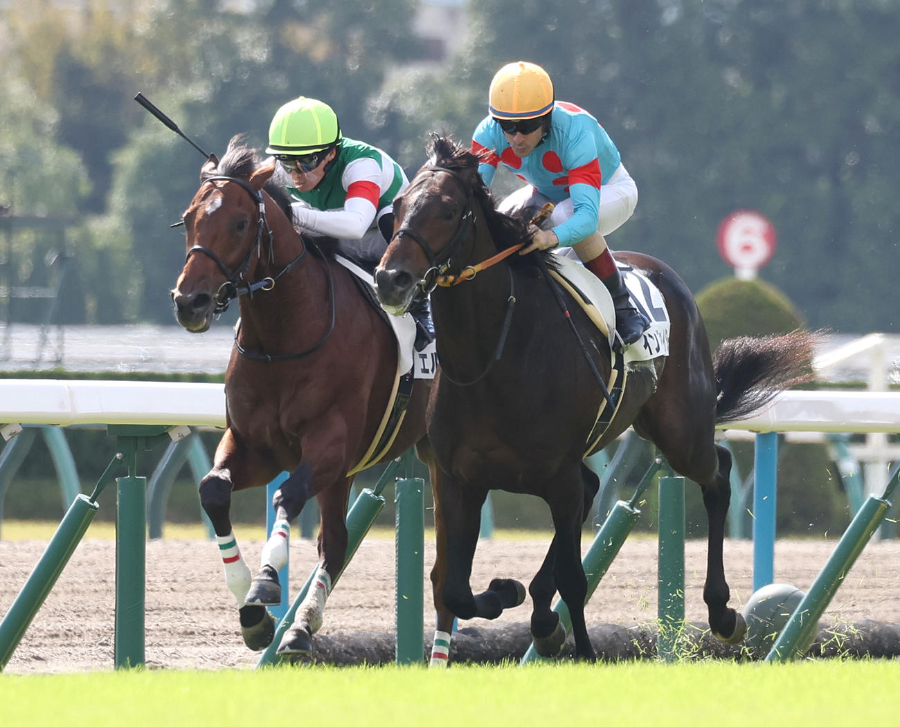 京都5R新馬戦を制したエルサビオ（左）（撮影・白石智彦）