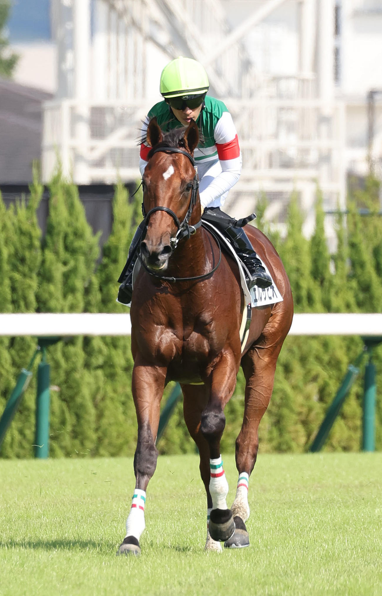 京都5R新馬戦を制したエルサビオ（撮影・白石智彦）