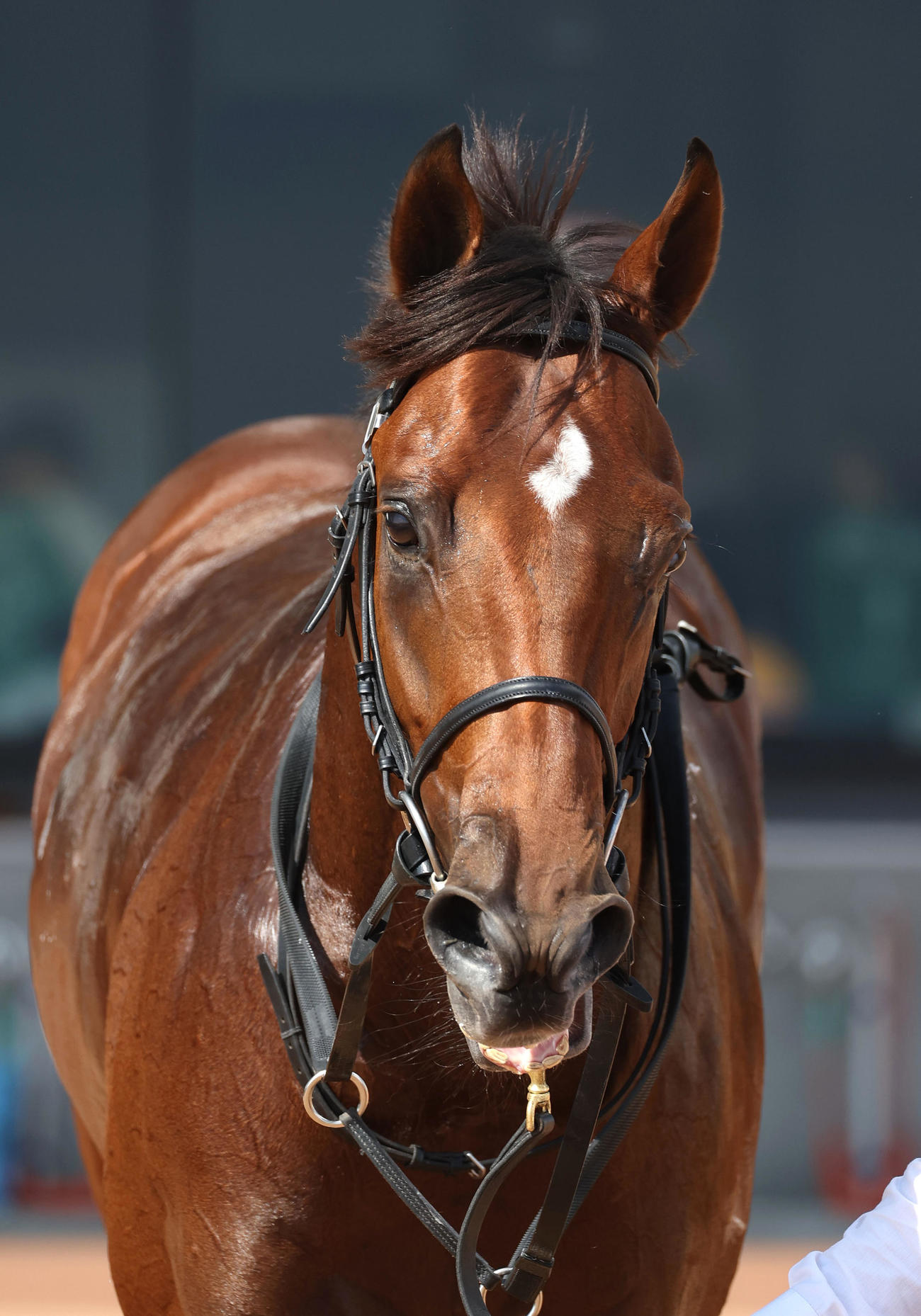 京都5R新馬戦を制したエルサビオ（撮影・白石智彦）