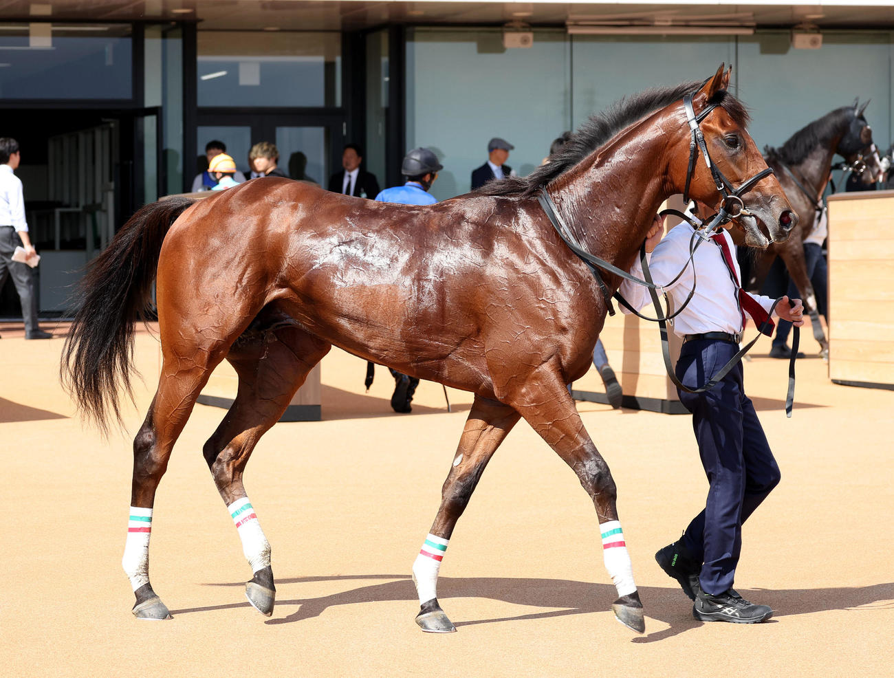 京都5R新馬戦を制したエルサビオ（撮影・白石智彦）