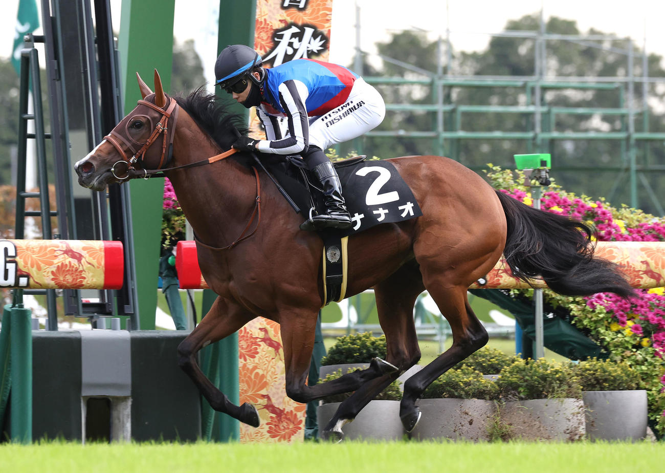 京都8R、逃げ切ってもみじSを制したナナオ（撮影・白石智彦）