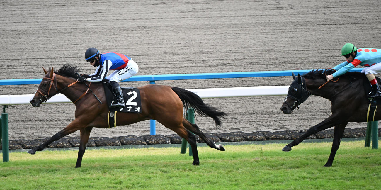 京都8RもみじS 1着ナナオ（2番）、2着フェンダー（6番）（撮影・和賀正仁）