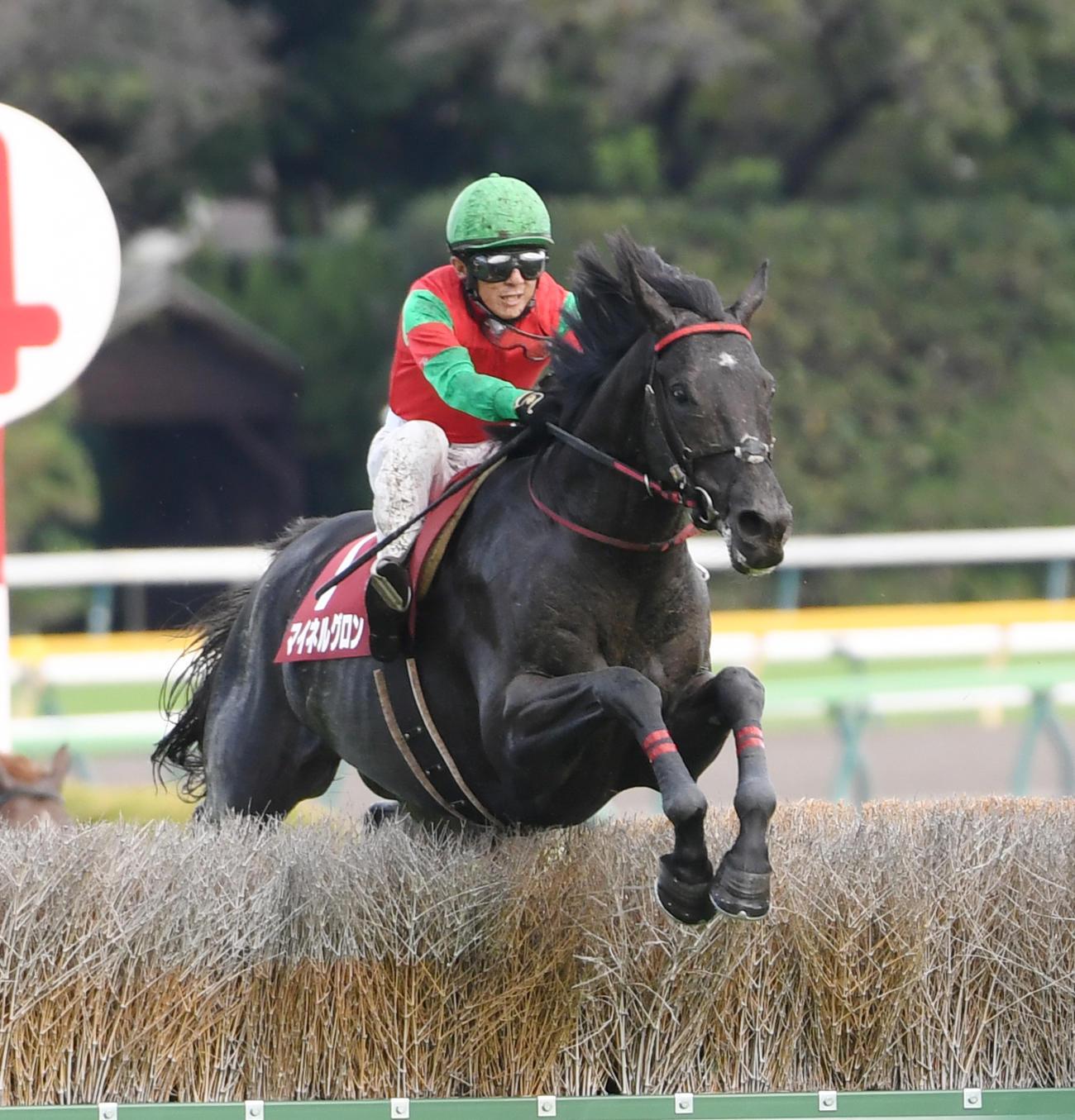 東京9R、最終の飛越をする東京ハイJを制したマイネルグロンと石神騎手（撮影・柴田隆二）