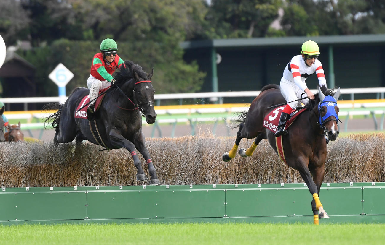 東京9R、最終の飛越をする東京ハイJを制したマイネルグロン（左）、2着ホッコーメヴィウス（右）（撮影・柴田隆二）