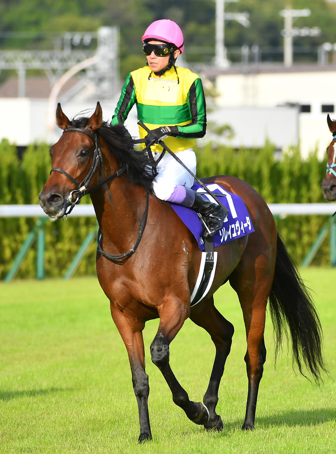 秋華賞17着となった武豊騎乗のソレイユヴィータ