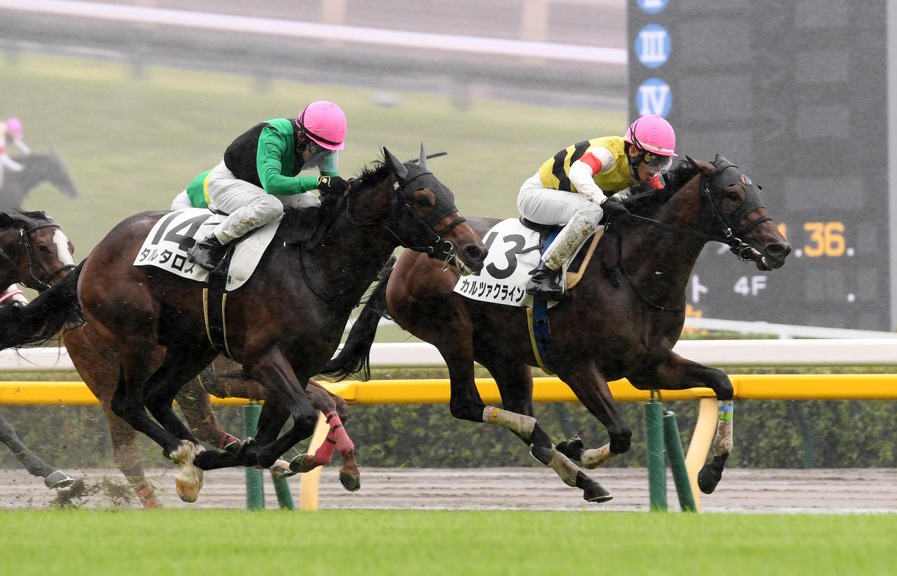 東京5R、新馬戦を制したカルツァクライン（右）、2着タルタロス（撮影・柴田隆二）
