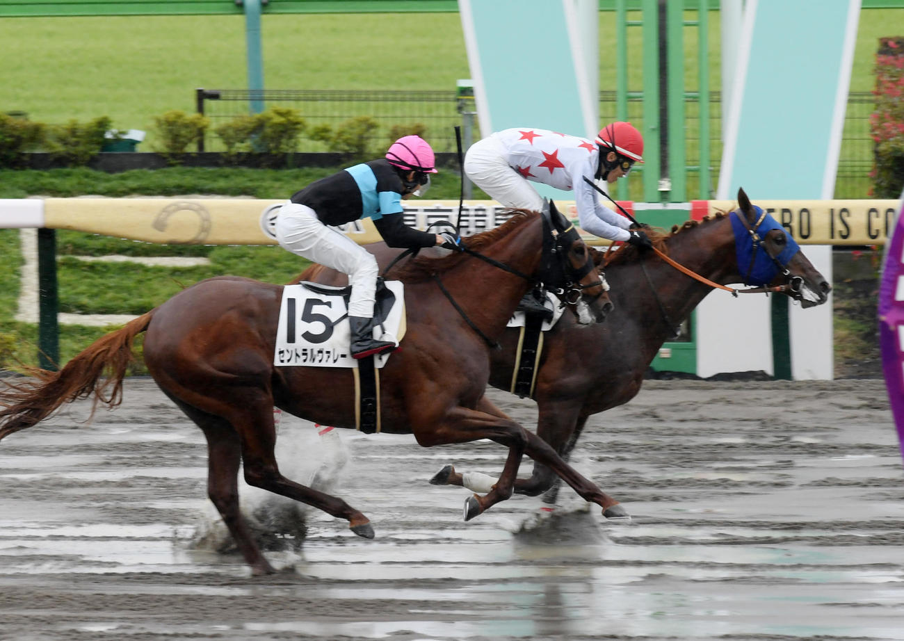 東京4R、新馬戦を制したミッキーファイト（右）（撮影・柴田隆二）