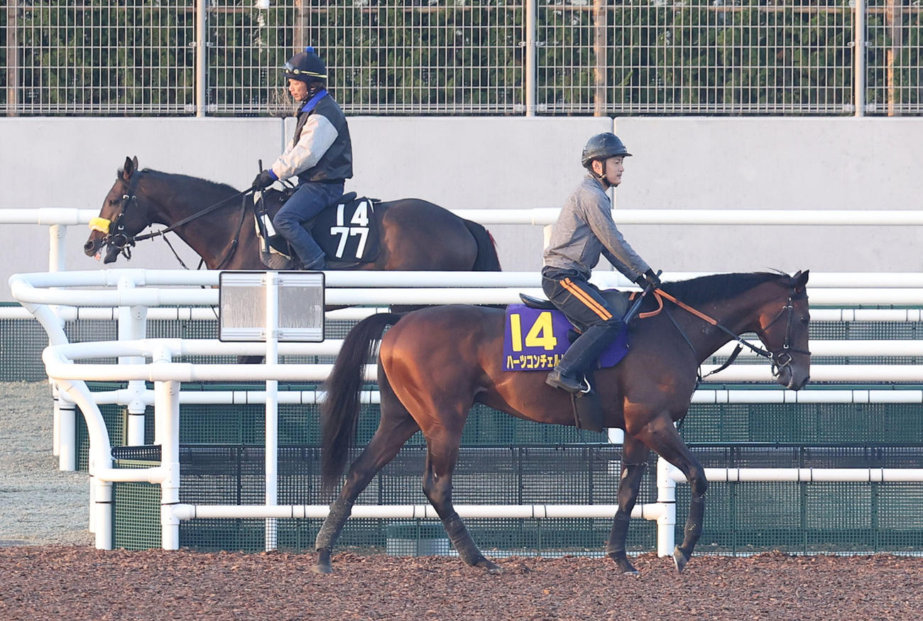 角馬場で調整するハーツコンチェルト（手前）（撮影・白石智彦）