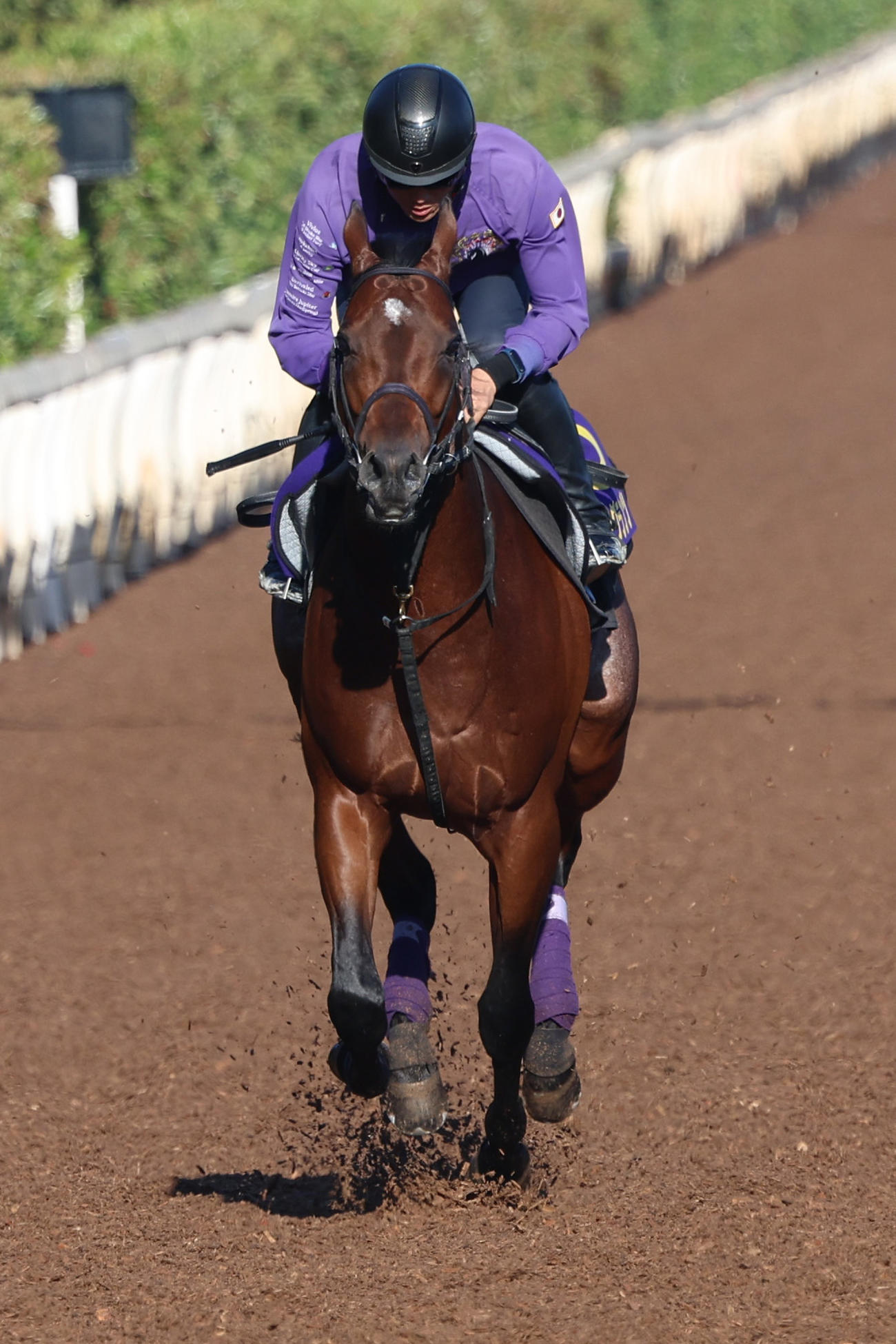 坂路を単走で追い切られたサトノグランツ