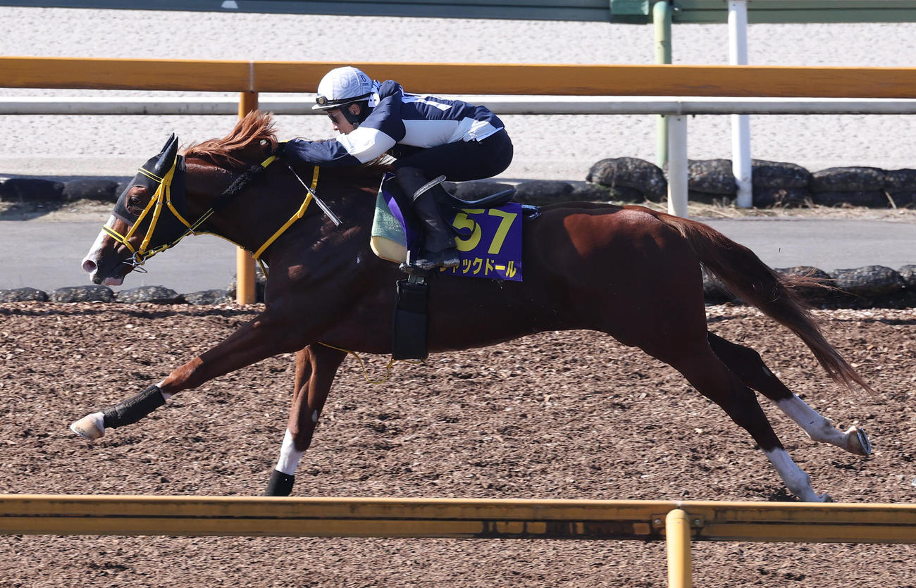 藤岡佑騎手を背にCウッドを併せ馬で追い切るジャックドール（撮影・白石智彦）