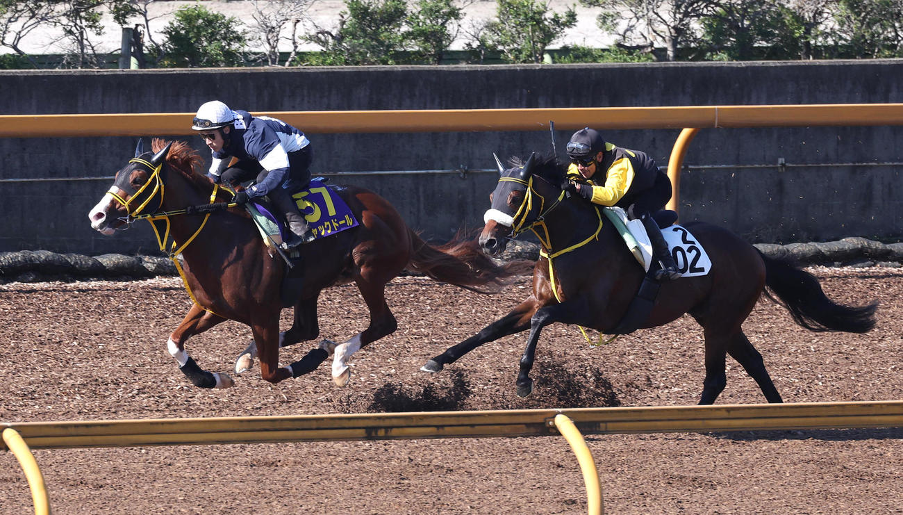 藤岡佑騎手を背にCウッドを併せ馬で追い切るジャックドール（左）（撮影・白石智彦）